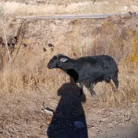 ۶۰۰۰۰۰۰|حیوانات مزرعه|زنجانرود, |دیوار