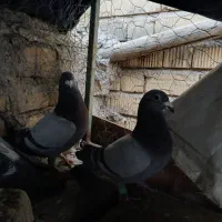 کفترپلاکی، شهری،طوقی (معاوضه فقط باجفت دم سفید)|پرنده|مرودشت, مجد آباد|دیوار