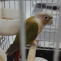 طوطی گرینچیک|پرنده|تاکستان, |دیوار