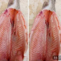 ماهی قزل آلا وسالمون رزن درگزین فامنین کبودراهنگ