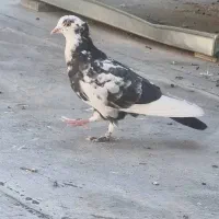 دوتا جوجه پرشی یه نر پرشی کاکل دار موش پا|پرنده|قم, زنبیل آباد|دیوار