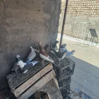 کفتر رنگی و نوک گنده