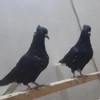 کبوتر دم سفید فروشی