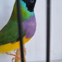 فنچ گلدین و کرواتی