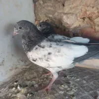 جوجه پاکستانی|حیوانات مزرعه|ایرانشهر, |دیوار