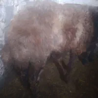 بره نر برای قوج