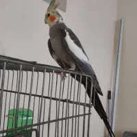 سه عدد عروس هلندی نر بالغ