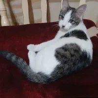 گربه نر|گربه|کرج, حیدرآباد|دیوار