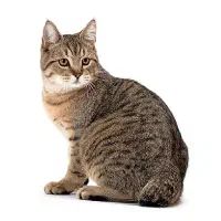 گربه نر
