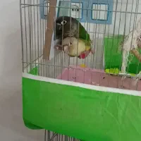 گرینچیک سبز رنگ