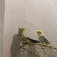 طوطی عروس|پرنده|رشت, سلیمانداراب|دیوار