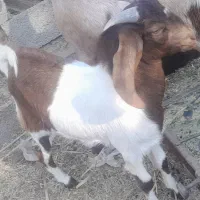 گوسفند فروشی|حیوانات مزرعه|گنبکی, |دیوار