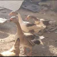 غازمحلی