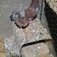 نروماده فروشی قیمتها فرق دارن