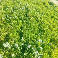 نشا کاهو|خدمات باغبانی و درختکاری|نورآباد ممسنی, |دیوار