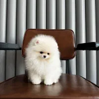 توله سگ پامر پامرانین خرسی وارداتی سفید A