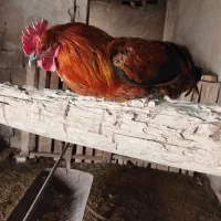 خروس|حیوانات مزرعه|برخوار, |دیوار