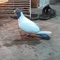 گوباش|پرنده|اردبیل, |دیوار