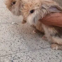 باسلام دو عدد خرگوش لپو