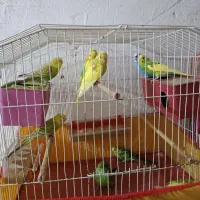 فروش انواع مرغ عشق