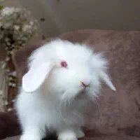 خرگوش مینی لوپ سفیدبرفی صورت عروسکی