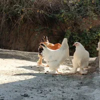 مرغ و خروس برهما اصیل