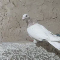 کفتر سار مامی|حیوانات|مشهد, گاز|دیوار