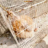 خرگوش پشمالوگوش دراز