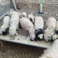 بره|حیوانات مزرعه|تربت جام, میرقوام الدین|دیوار
