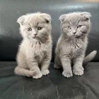 اسکاتیش دبل فولد اصیل