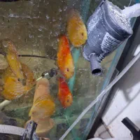 ماهی دیسکس اب شهری