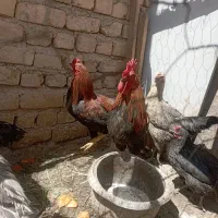 ۴ راس خروس محلی