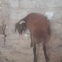 بره قوچ همو