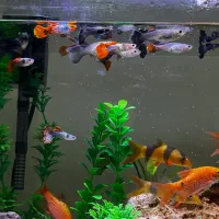 ماهی گوپی و لوچ دلقک باکیفیت زیره قیمت|ماهی|تهران, هروی|دیوار