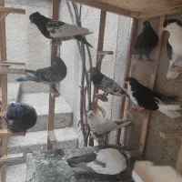 کفتر جفتگاه و پرشی