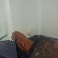 سیچیلاید|ماهی|قم, پردیسان|دیوار