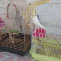 سلام طوطی عروس هلندی برای فروشن