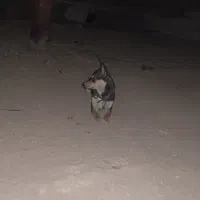 سگ گرگی.  دستی و ساکت