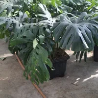 انجیری مونسترا