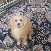 دو عدد سگ پشمی شیتزو ،اشپیز