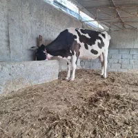 گاو ۷ ماه آبستن هلشتاین|حیوانات مزرعه|سیمین شهر, |دیوار