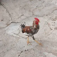 خروس کردی