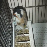 سهره چهار گل|پرنده|بهارستان, |دیوار