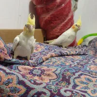 عروس مولد دستی با قفس مجهز