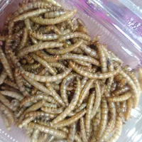 میلورم کیلوی