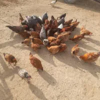 مرغ و خروس  محلی