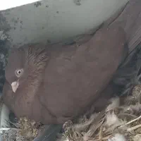 تعدادی سرخ و قیل|پرنده|شهرضا, |دیوار