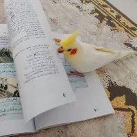 عروس هلندی دستی