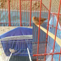 فنچ جامبو مادر پاستیل دختر جامبو شکلاتی|پرنده|بندر ماهشهر, |دیوار