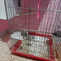 جفت عروس هلندی مولد|پرنده|جیرفت, |دیوار